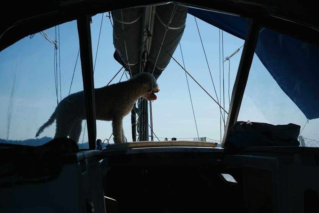 Hund står på segelbåtens däck framför masten i dagsljus